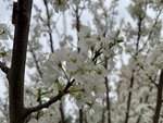 李子花