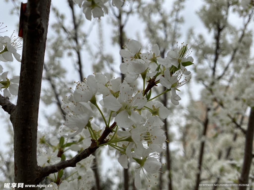 李子花