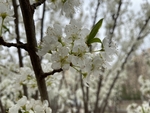 李子花