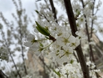 李子花