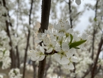 李子花