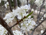 李子花