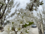李子花