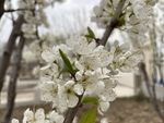 李子花