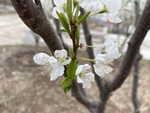 李子花