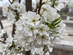 李子花