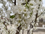 李子花