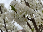 李子花
