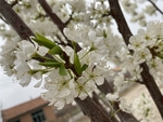 李子花