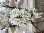 李子花