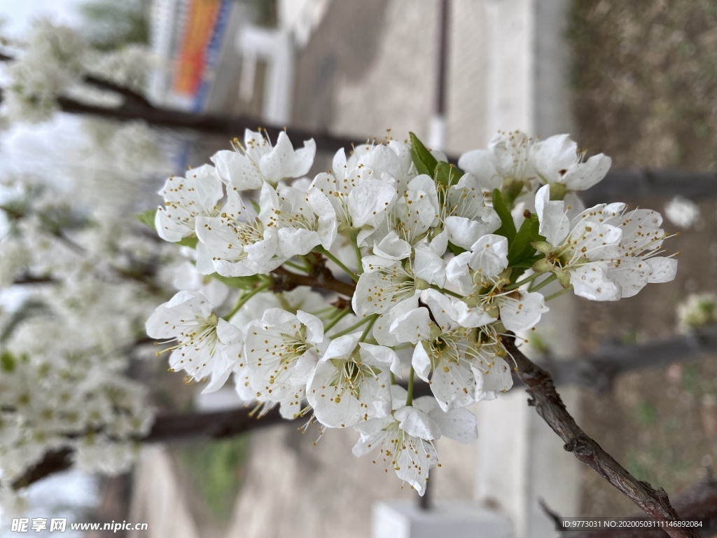 李子花