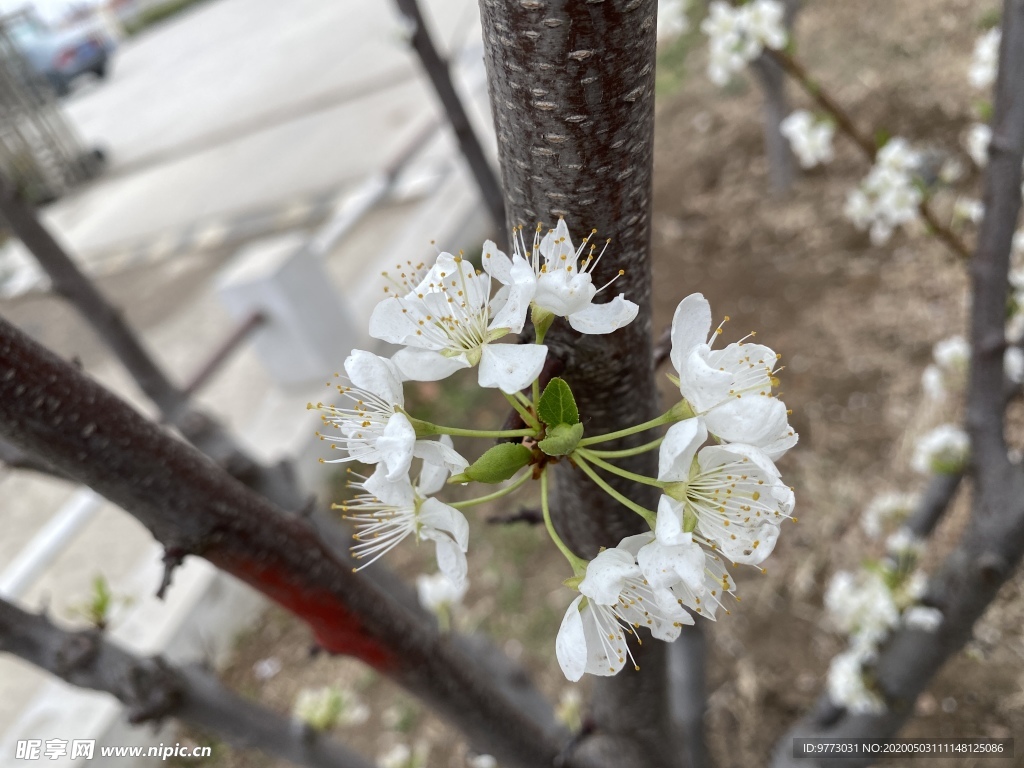 李子花