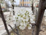 李子花