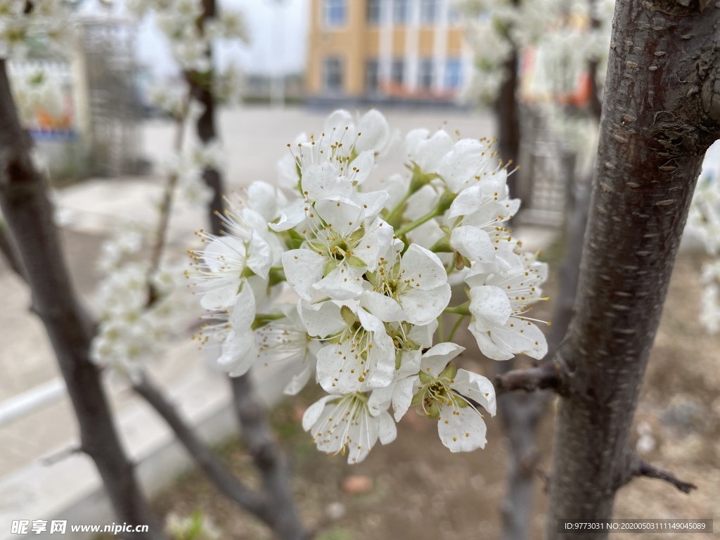 李子花