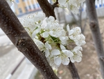 李子花