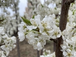 李子花