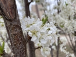 李子花