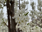 李子花