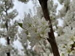 李子花