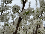 李子花