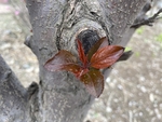 紫叶李