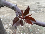 紫叶李