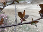 紫叶李