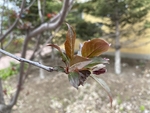 紫叶李