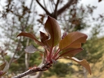 紫叶李