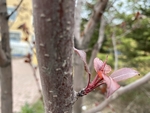 紫叶李