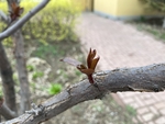 紫叶李