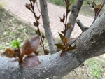紫叶李