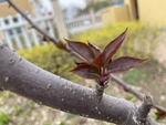 紫叶李