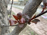紫叶李