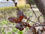 紫叶李