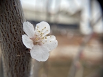 杏花