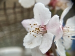 杏花