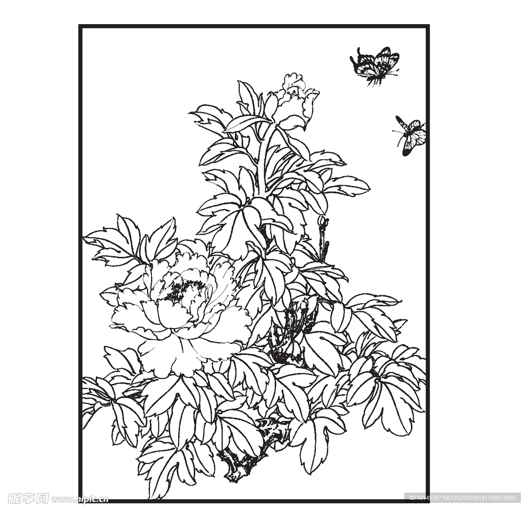 牡丹