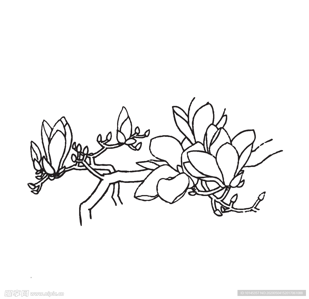 玉兰
