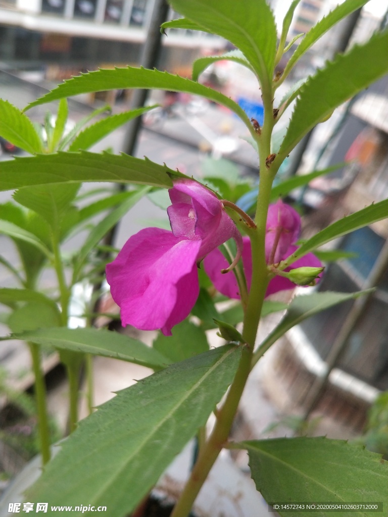 指甲草