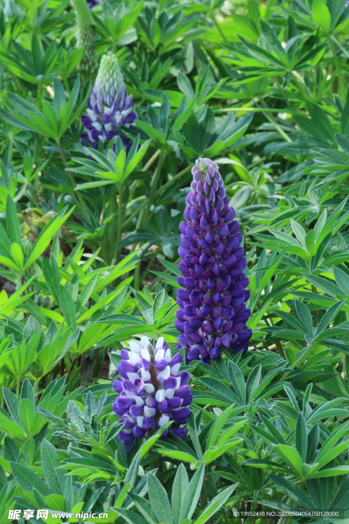 鲁冰花