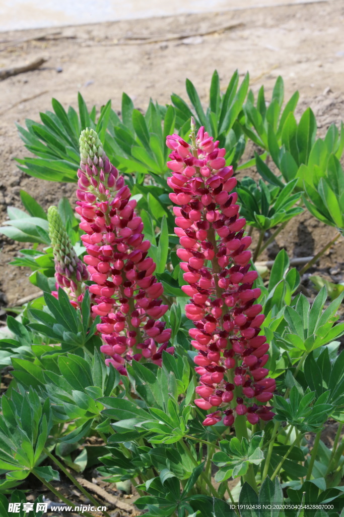 鲁冰花