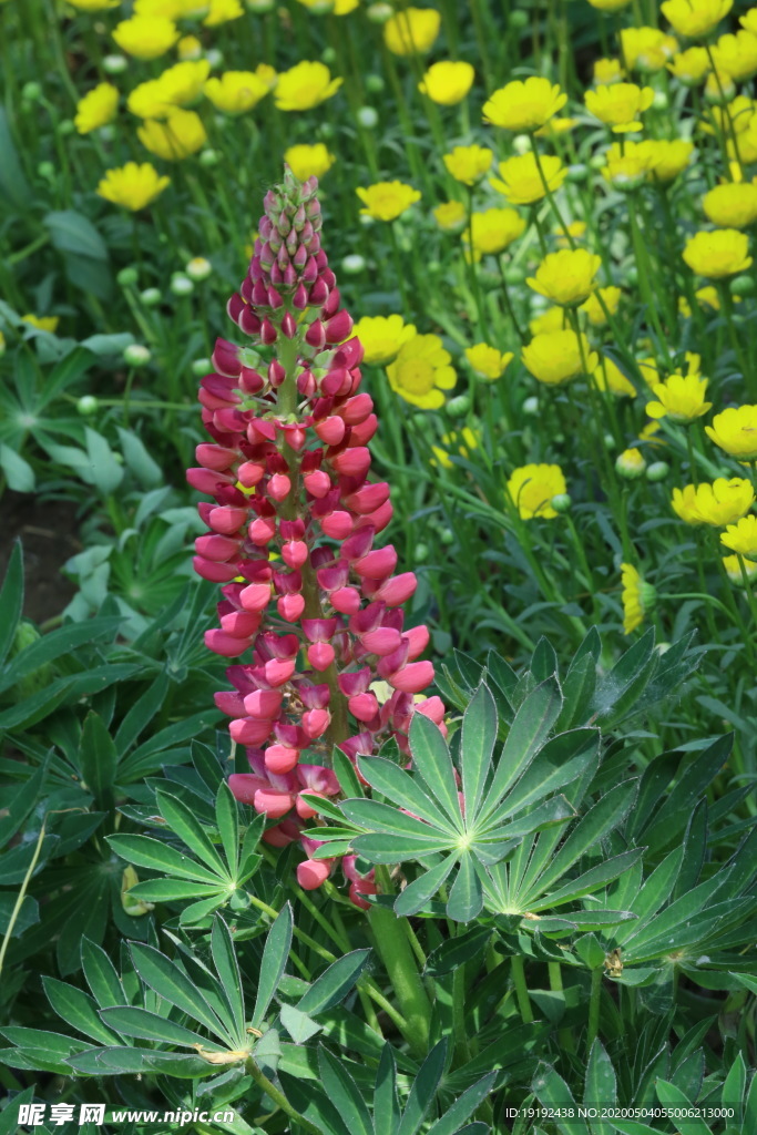 鲁冰花