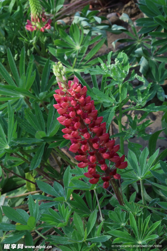 鲁冰花