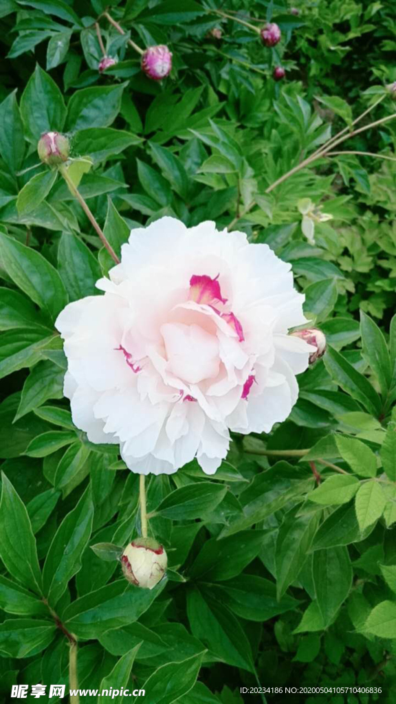 白牡丹