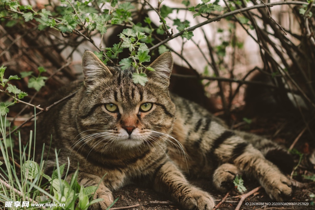 猫
