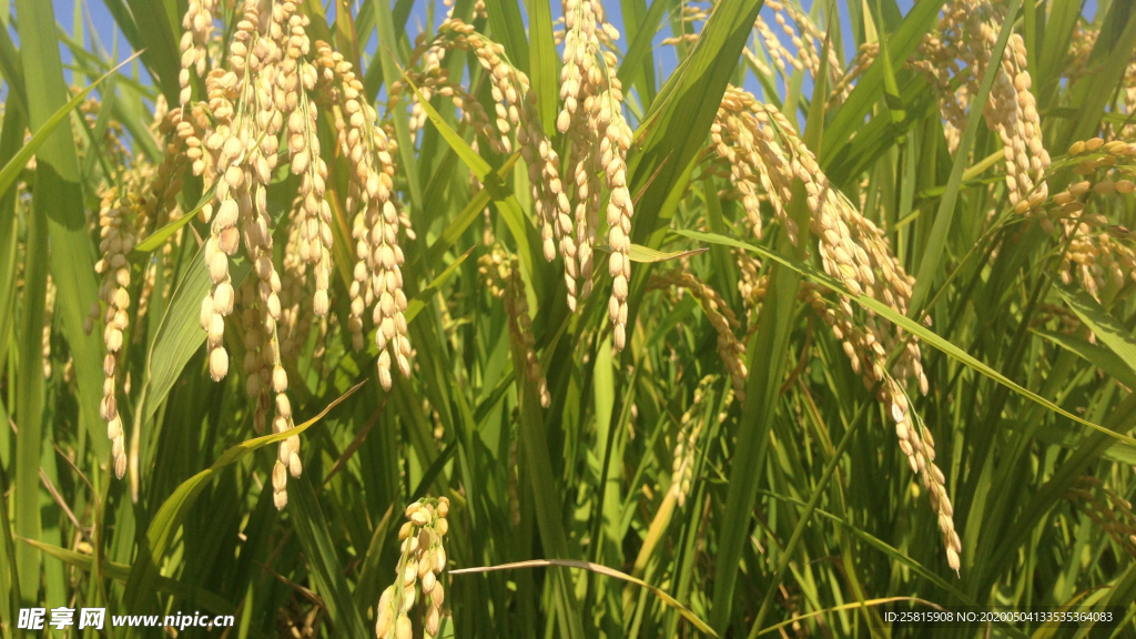 稻穗稻谷稻子丰收图片