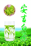 安吉白茶