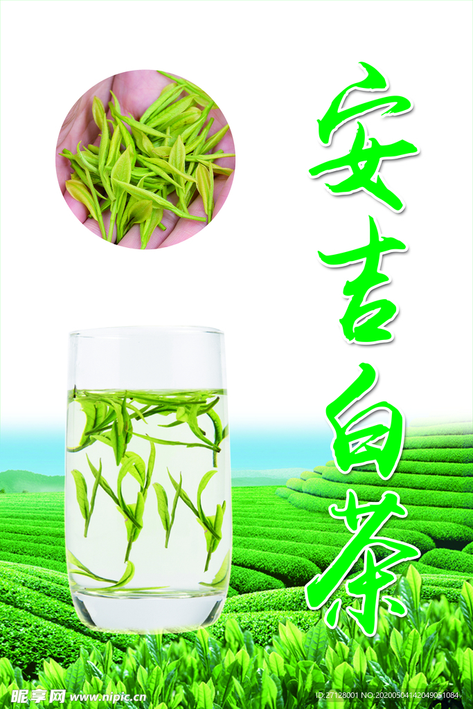 安吉白茶
