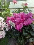 鲜花店